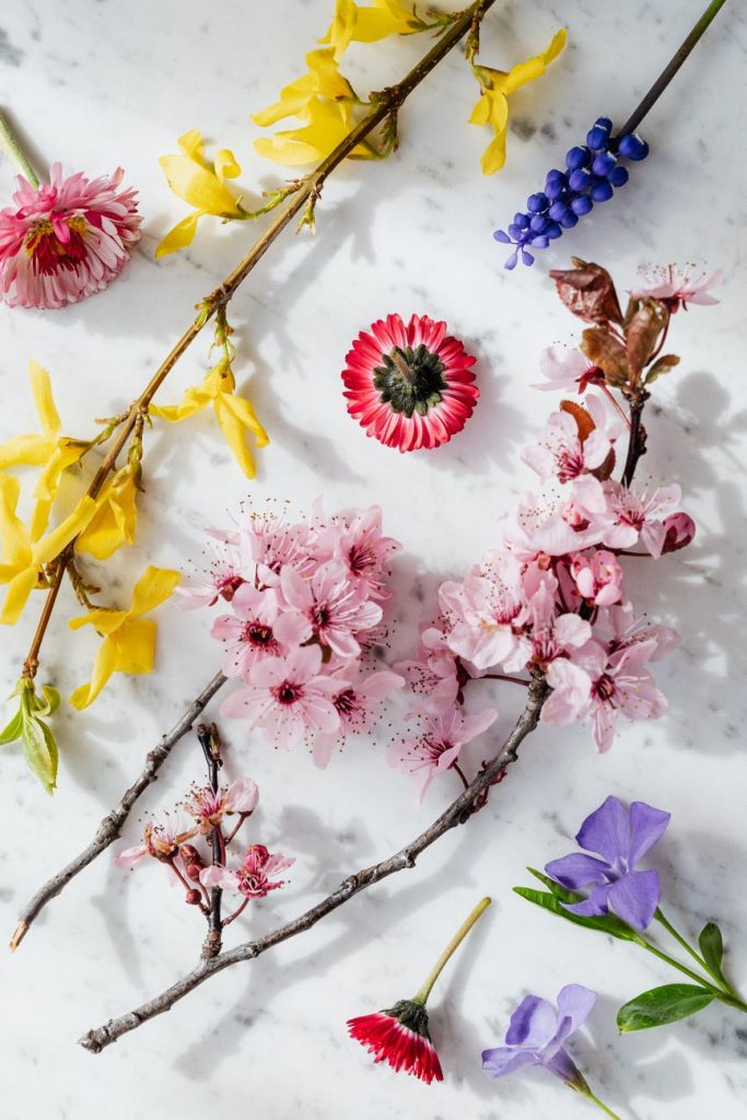 twigs with delicate flowers on white background