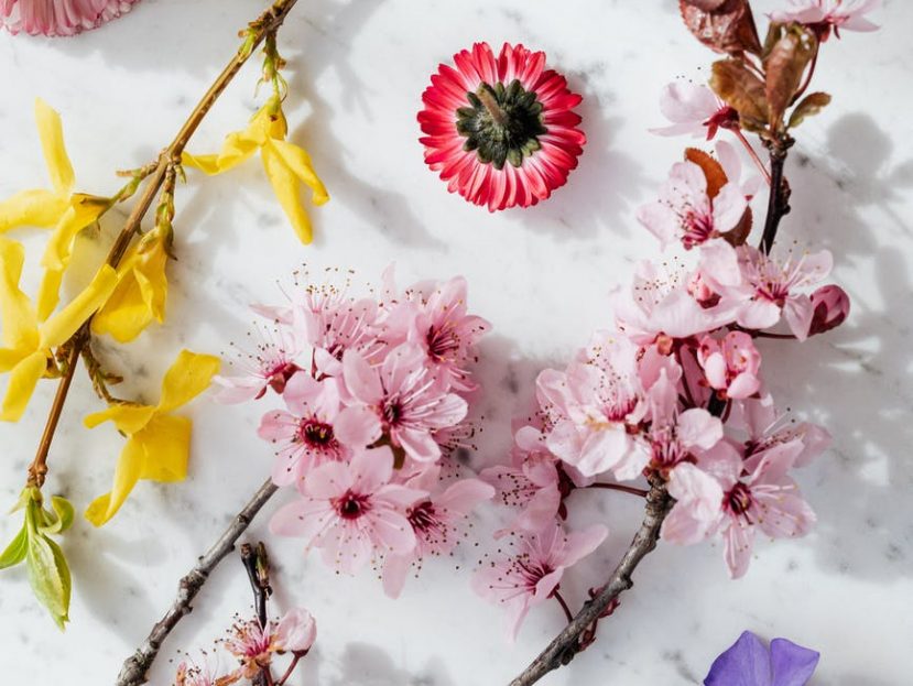 twigs with delicate flowers on white background