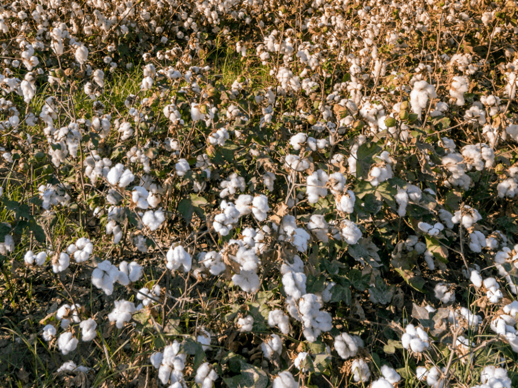 algodón orgánico para tejer