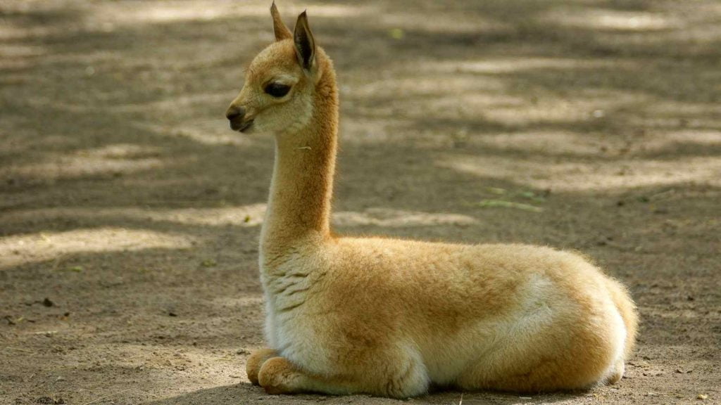 La lana más suave del mundo es la de Vicuña