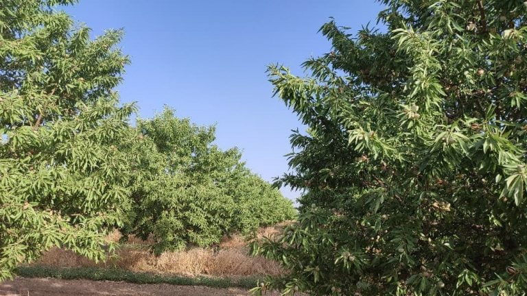 Almendros pano