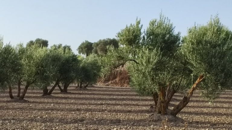 Olivas pano