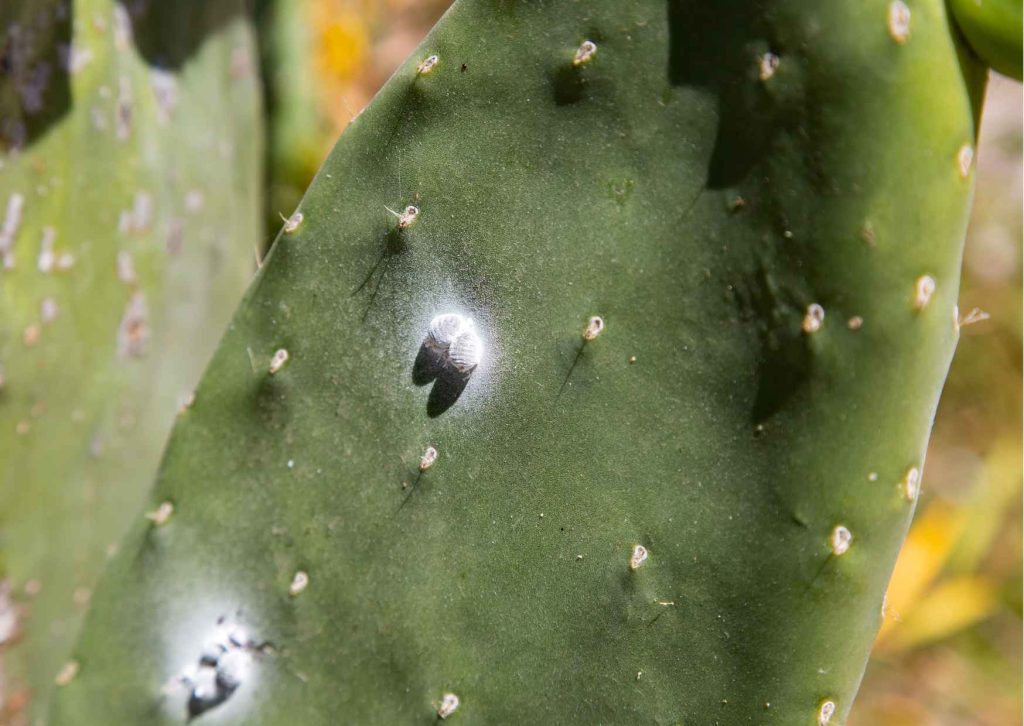 cochinilla insecto