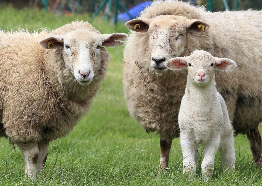 La lana cuida del medioambiente